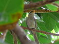 Gelbschnabelwürger Yellow-billed Shrikes