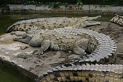 Orinokaj krokodiloj en la Estación Biológica de Villavicencio