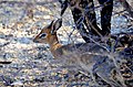 Commons:Dik-dik