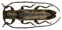 Dolichepilysta mindanaonis