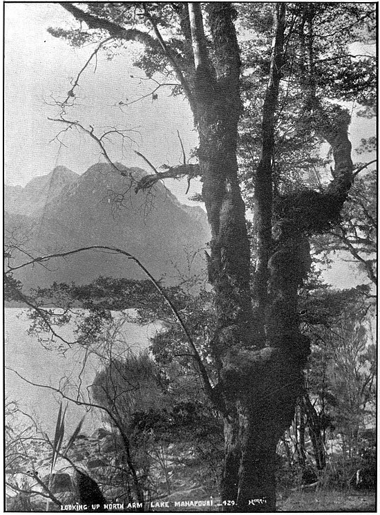 A large beech tree with a gnarled trunk; visible behind it is a lake and tall mountains in the distance.