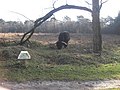 Cow grazing in the heath