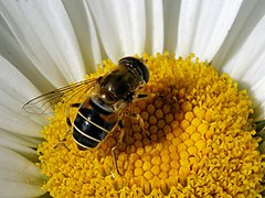 Mosca Syrphidae, Eristalis arbustorum en margarita.