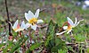 Erythronium caucasicum