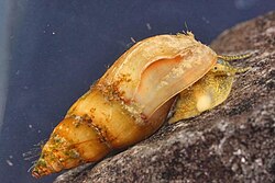 Spitze Fluss-Pechschnecke