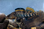 Miniatura para Etheostoma caeruleum