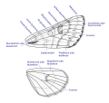 Eulenfalter (Noctuidae) Zeichnungselemente