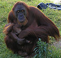 Une femelle orang-outang.