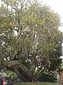 Ficus macrophylla near the Spianata del Capo at Bordighera