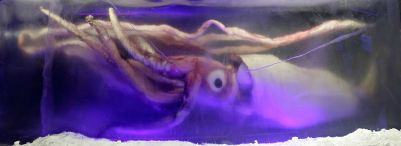 Plik:Giant squid melb aquarium03.jpg