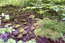 La Nature... dans NATURE 250px-Gold_Creek_Alaska_Lake_0299