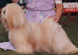 This golden Lhasa Apso has some slight colour variation in his coat, but each hair is a uniform shade and he has no white markings, making him a self coloured dog