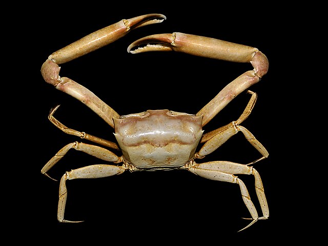 黑色背景上長腿的菱形蟹。