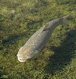 புற்கெண்டை  Ctenopharyngodon idella