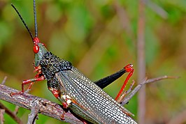 Taphronota stali