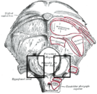 Gray129 Occipital condyle.png