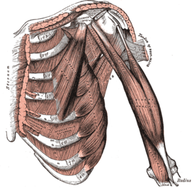 Наружные межрёберные мышцы изображены в центре