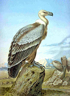 [Image: 240px-Griffon.JPG]