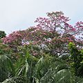 Nombre común: Guayacán Rosado, Familia: Bignoniaceae, Nombre científico: Tabebuia rosea