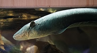 Electric eel