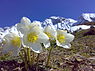 Helleborus_niger_Kaiser.jpg (2008)