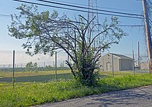 A tall bush with spreading branches on the side of a road in front of the viewer. Behind it is a chainlink fence and a large shadow on the ground; an antenna tower is in the background. Above it are utility wires; part of a wooden pole supporting them is on the right.