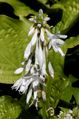 Hosta plantaginea