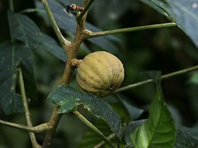 Fruto de açacu (Hura crepitans)