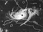 Satellitenbild vom Hurrikan Donna