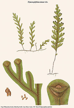 Description de l'image Hymenophyllum rarum (semibivalve).jpg.