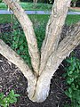 Four trunks of mature specimen, side view.