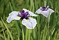 21. Japán nőszirom (Iris ensata, Edo-nishiki) (javítás)/(csere)