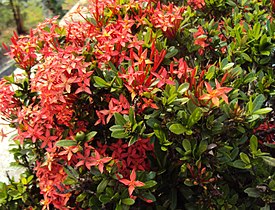 Ixora coccinea