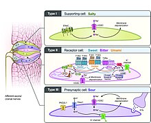 Signal transduction of taste receptors Jaime Lara 2023 PMID 36409650 Figure 6.jpg