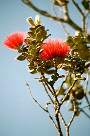 Lehua blossoms