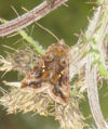 Donkere jota-uil (Autographa pulchrina)