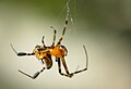 L. sp., Parque Nacional Kaeng Krachan, Tailândia