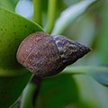 Concha de L. angulifera (Lamarck, 1822)[1], com seu indivíduo sobre vegetação em estuário do litoral da Flórida; cidade de Hollywood.