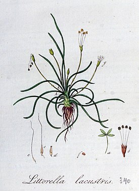 Ботаническая иллюстрация из книги Яна Копса Flora Batava, 1800—1934, прибрежница одноцветковая (Littorella uniflora)