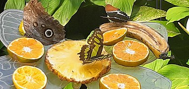 En el Mariposario se unta a los antebrazos de los asistentes con sustancias dulces, como jugo de naranja o chocolate líquido, para atraer a las mariposas y poder sacarles fotografías.