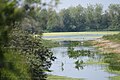 Teichlandschaft im Vogelpark