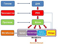 Мультиоміка: спрощено та схематично