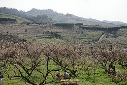 Minabe Plum-grove, as known for a plum grove site in Japan