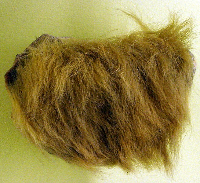 File:Mylodon fur.jpg