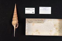 Tibia melanocheilus