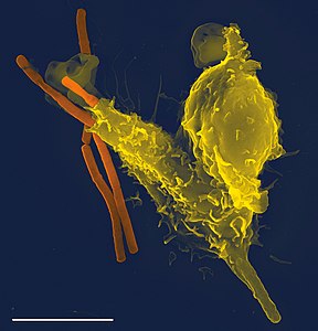 Şarbon bakterisini (Bacillus anthracis) yutan bir nötrofil.(Üreten:Volker Brinkmann)