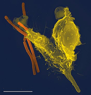 Neutrofil pohlcuje tyčky Bacillus anthracis, původce anthraxu (rastrovací elektronový mikroskop, měřítko představuje 5 µm)