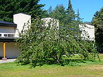 Reputed descendants of Newton's apple tree, at the Botanic Gardens in Cambridge and the Instituto Balseiro library garden
