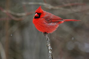 Northern Cardinal (Cardinalis cardinalis) or R...