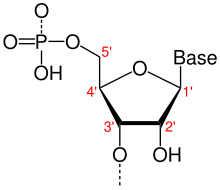 A ribose ring with the carbon atoms numbered 1' through 5' according to chemical convention. The 5' carbon is said to be upstream; the 3' carbon is said to be downstream. Bonds to a generic base and a phosphate group are also shown. Nukleotid num.svg